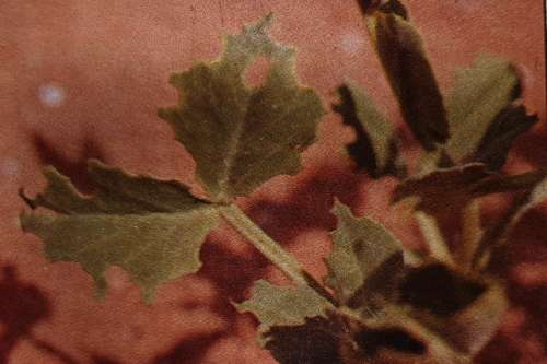 Listopas čárkovaný