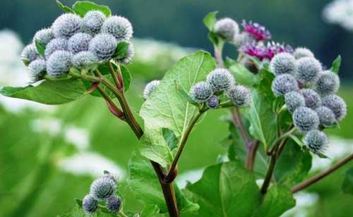 Kosmetika ze zahrádky II