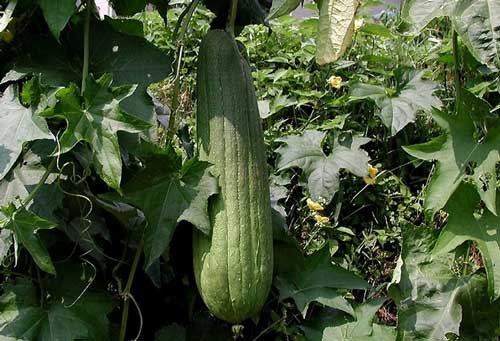 Vypěstujte si žínku na mytí z lufy