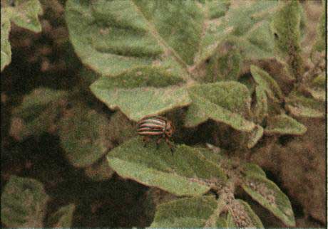 Mandelinka bramborová