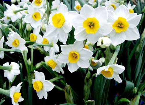 Proč narcisy nekvetou