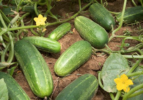 O pěstování okurek