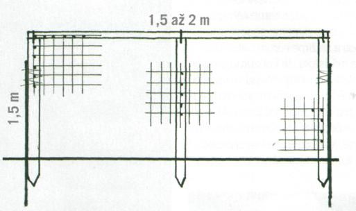 Pěstovaní okurek na síti