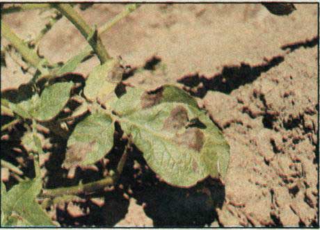 Plíseň bramborová