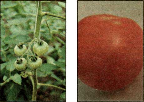 Plíseň šedá na rajčatech