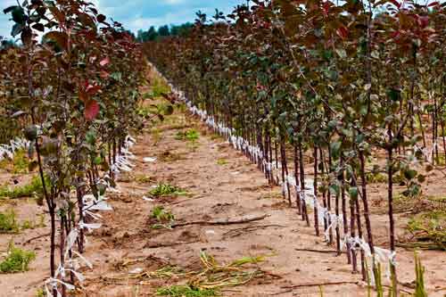 Podnože ovocných stromů