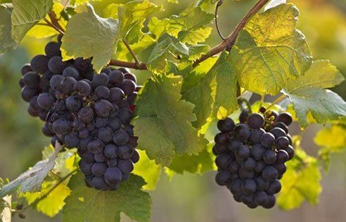 Jak poznáme mrazově poškození révy vinné?