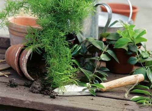 Přesazování pokojových rostlin