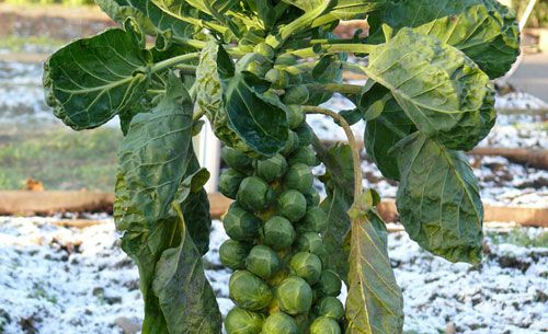 O přezimujících zeleninách