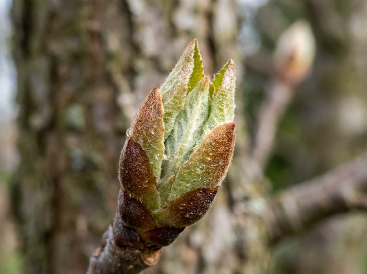 Detail terminálního pupenu jabloně na jaře