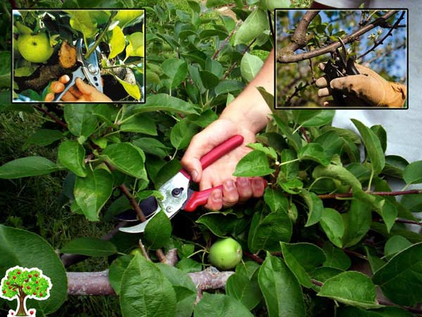 Letní řez jabloní | Video