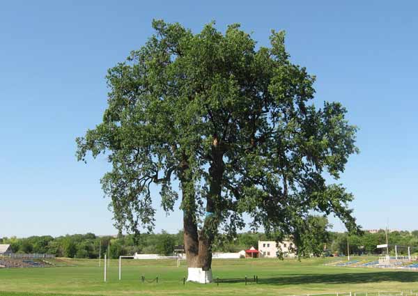 Hluboký řez ořešáků