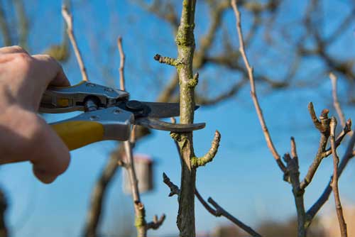 Výchovný řez ovocných stromků