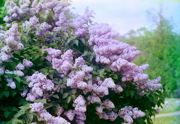 Množení šeříků bylinnými řízky