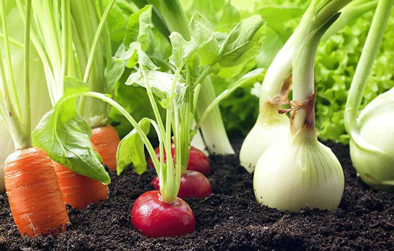 Smíšené kultury část  II.