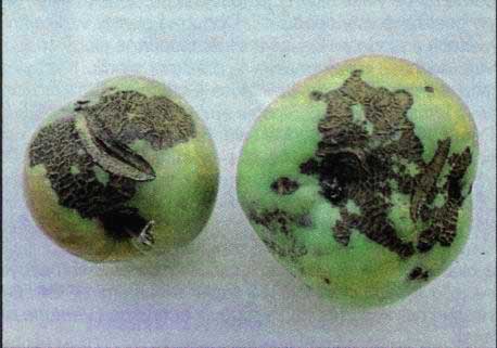 Strupovitost jabloně