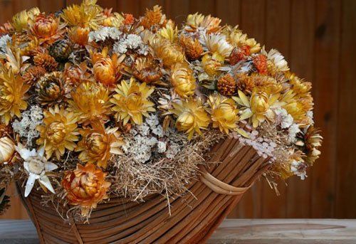 Pěstuejeme slaměnky