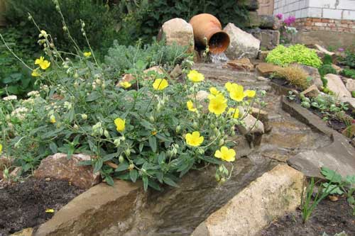 Devaterník – rostlina do skalky