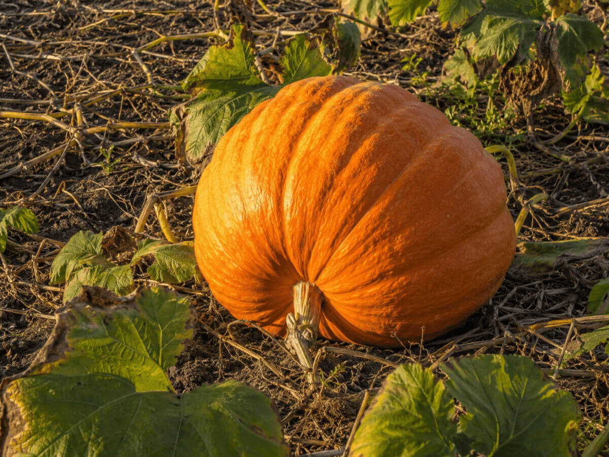 Tykev velkoplodá (Cucurbita maxima)