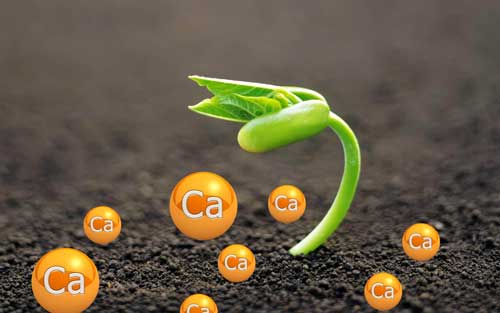 Vápnění  zeleniny