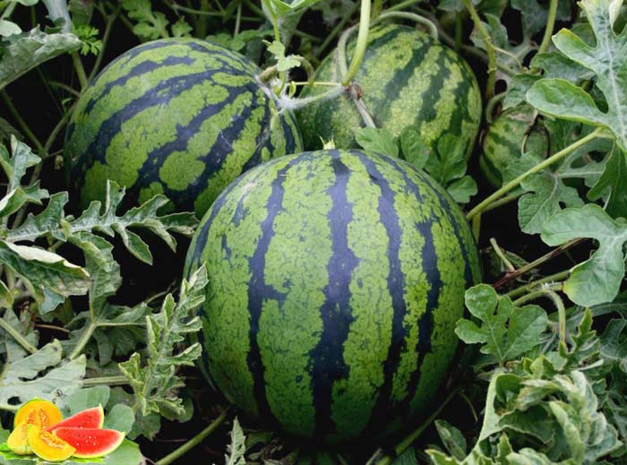 Melouny, přehled pěstovaných odrůd