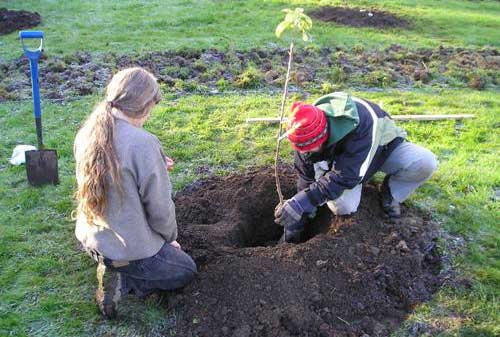 Výsadba ovocných stromů