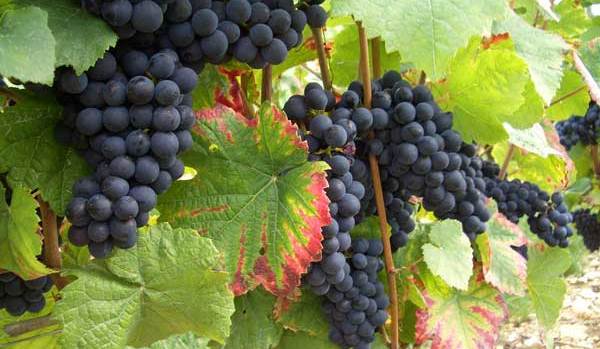 Výsadba a řez révy vinné část I.