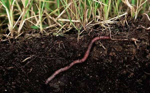 Užitečné žížaly